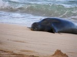 Monk Seal 2