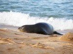 Monk Seal 4