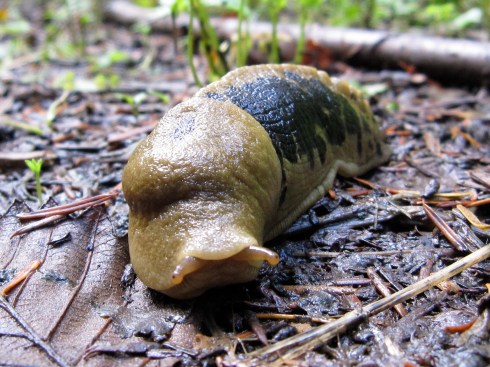 Slug