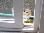 Squirrel 1