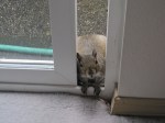Squirrel 2