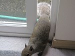 Squirrel 4