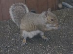 Squirrel 5