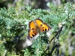 Butterfly at Bootjack&nbsp;Mt