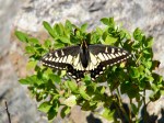 Butterfly at Bootjack&nbsp;Mt