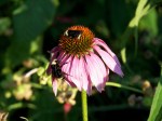 Backyard Bumblers on&nbsp;Coneflower