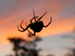 Backyard Spider in&nbsp;Sunset