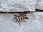 Beetle on House