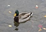 Duck on the Deschutes River at Drake Park – IMG_0871 – Version 2