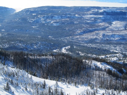 Trees burned in the Autumn 2012 forest fire