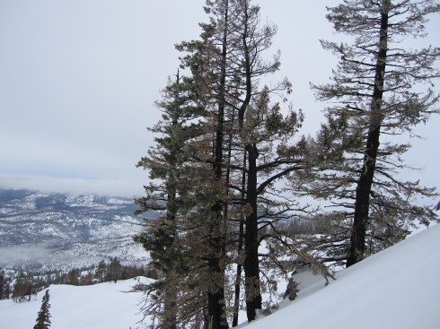 Skiing among burned trees.