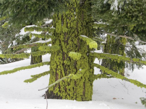 A tree that survived the forest fire.