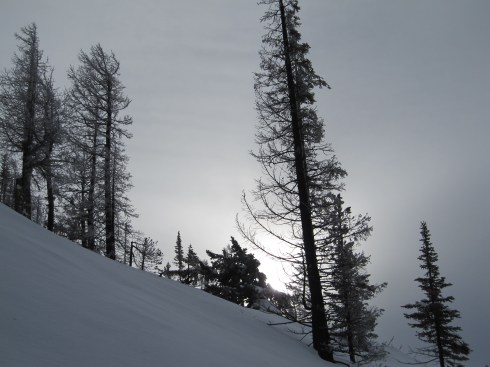 Burned tree silhouette