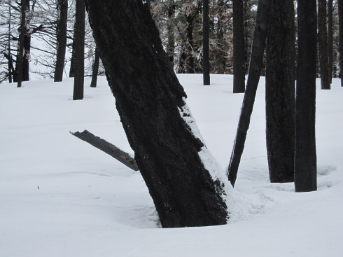 A bigger tree in the group.