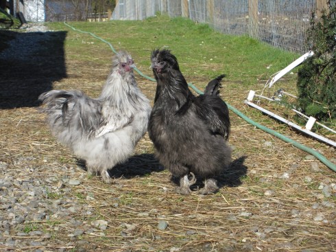 New Moon Farm Goat Rescue - February 15, 2013