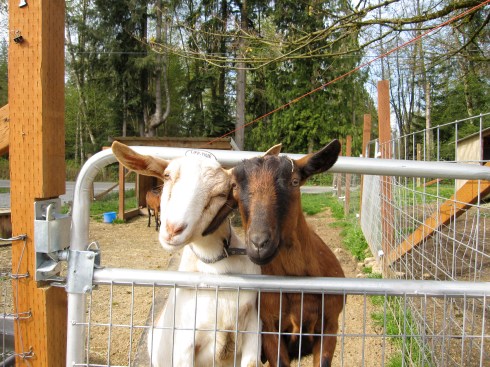New Moon Farm Goat Rescue & Sanctuary - April 16, 2010