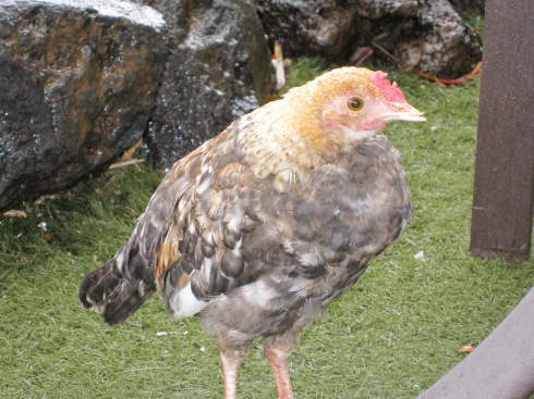Kauai Chicken - May 8, 2011