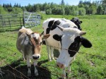 Cows – IMG_9373