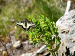 Butterfly at Bootjack Mountain – 100_2761