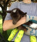 Elisa Holding Tatonka