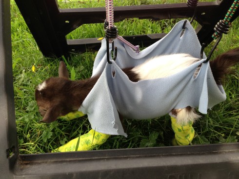 Tatonka's Standing Support