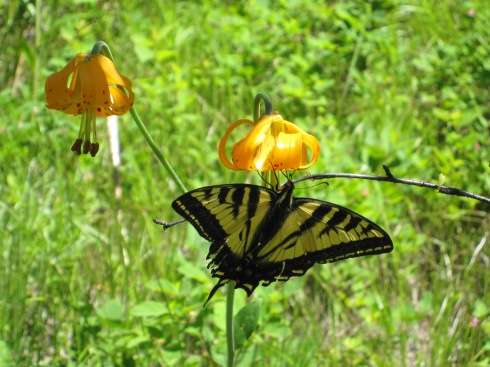 Butterfly on Tiger Lily