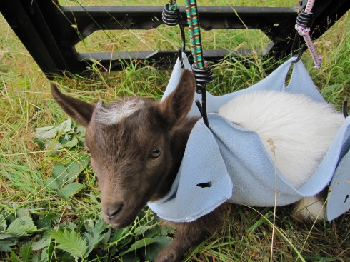 Tatonka - July 31, 2013