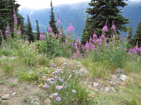 Aster & Fireweed - August 24, 2013