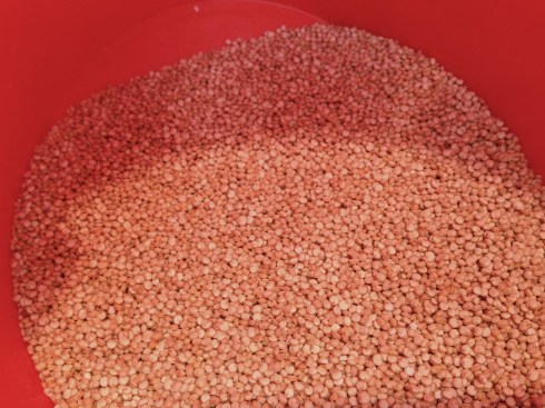 Quinoa is technically a seed, but cooks up like a grain.  It's often called a "pseudo-grain."