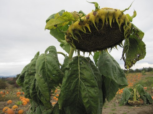 Sunflower in a pumpkin patch - Hood River, Oregon