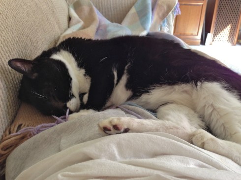 Millie - March 29, 2013