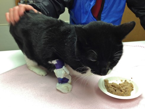 Visiting Millie at the vet - March 2, 2014