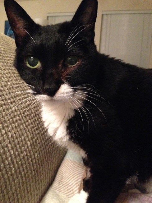 Millie - March 6, 2014