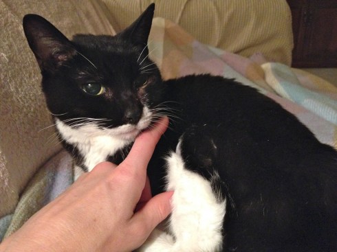 Millie - February 5, 2015