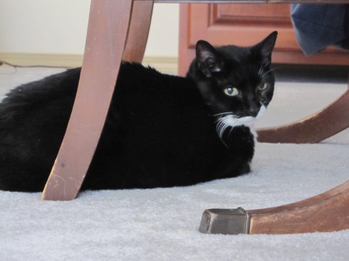 Millie - July 29, 2012