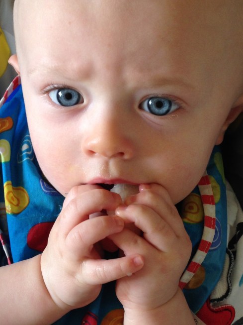 Todd eating a pear slice - July 7, 2015