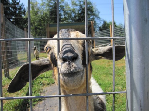 Goats are so sweet!