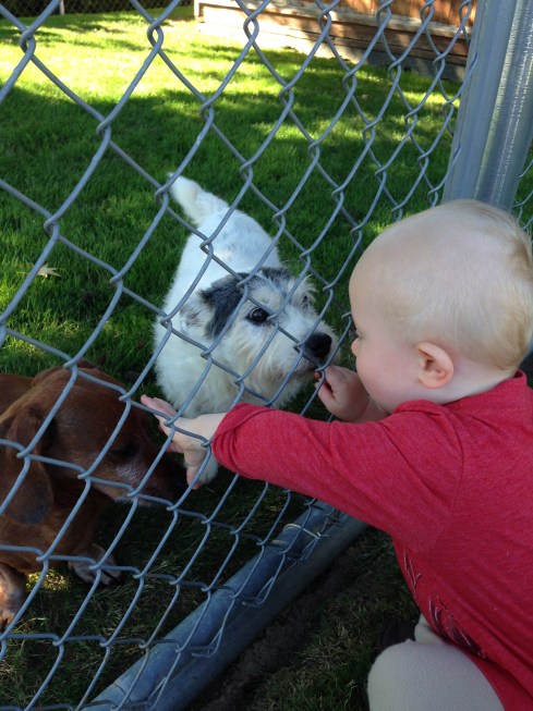 Petting the neighbor's dogs - September 9, 2015