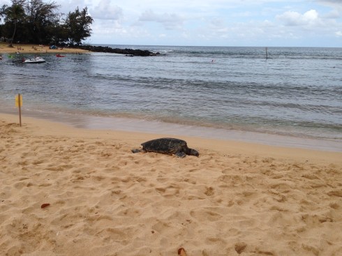 Turtle at Poipu - May 28, 2016