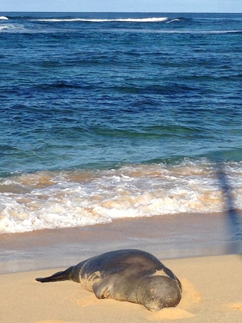 Monk seal - May 30, 2016