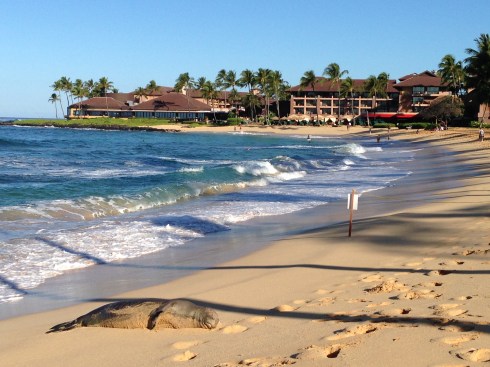 Monk seal - May 30, 2016